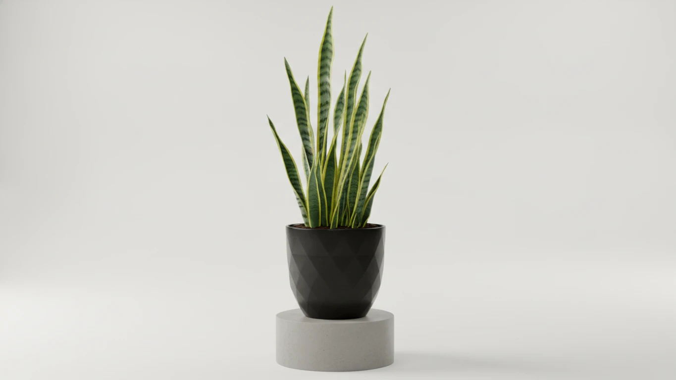 Large Potted Indoor Snake Plant