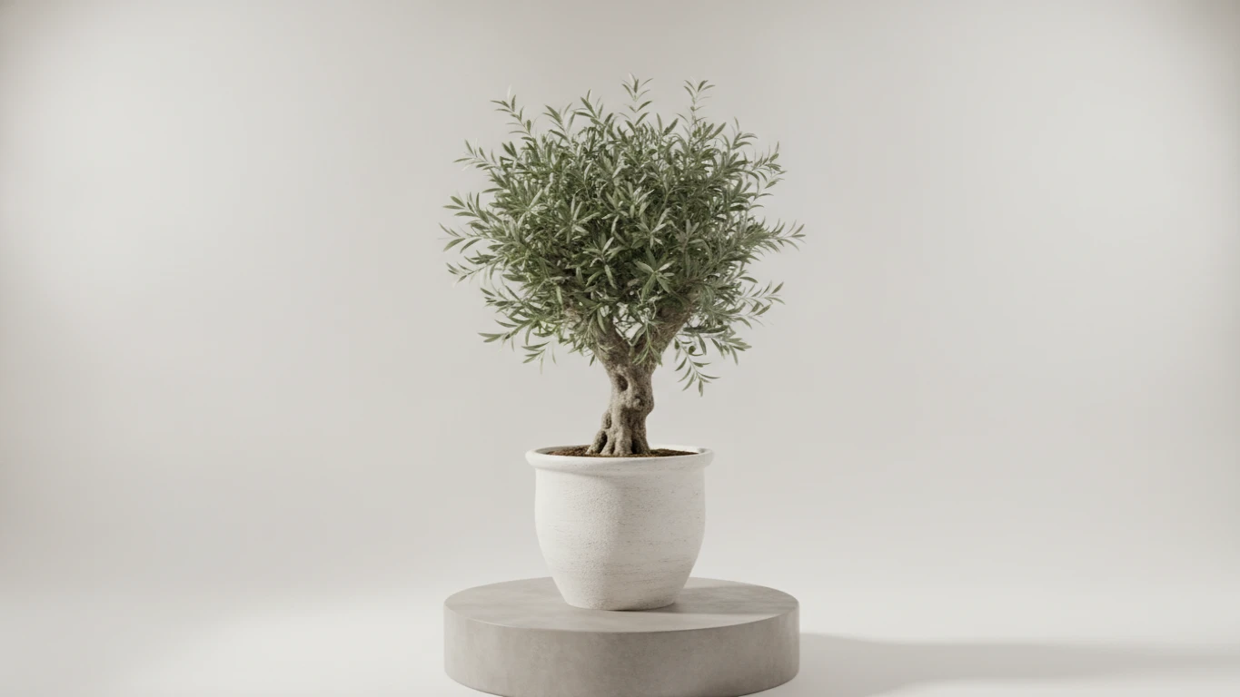 Potted Indoor Olive Tree